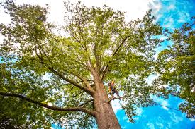 Best Pest Control for Lawns  in Eagle Lake, WI