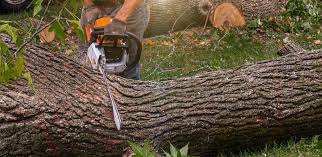 Best Hazardous Tree Removal  in Eagle Lake, WI