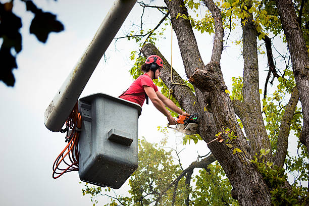 Best Leaf Removal  in Eagle Lake, WI